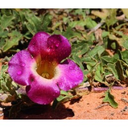 Articulation Bio Belle&Bio – 120 capsule Beneficii Articulation Bio: intareste, calmeaza si protejeaza articulatiile, scade dure