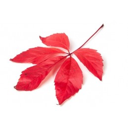 BelleBio Vita de Vie Rosie BIO 120 Capsule – Picioare Grele Vita de vie rosie beneficii: recomandat in cazul picioarelor umflate