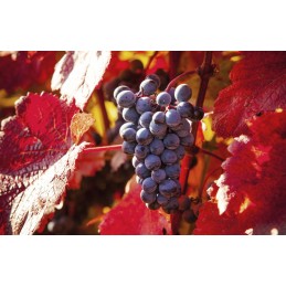 BelleBio Vita de Vie Rosie BIO 120 Capsule – Picioare Grele Vita de vie rosie beneficii: recomandat in cazul picioarelor umflate