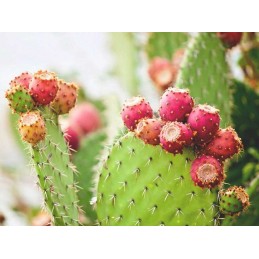 BelleBio Nopal BIO 120 Capsule – Reduce Foamea & Glicemie Nopal Bio beneficii: reduce senzatia de foame, reduce celulita, reglea