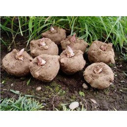 Belle&Bio Glucomannan Konjac Bio 120 Capsule Beneficii cheie Konjac:


✔ Contribuie la senzația de sațietate în cadrul unei diet