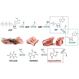 Pure Nutrition USA Inosine 100 capsule - Suport Energie si Performanta sportiva Beneficii Inozina: sursa importanta de energie, 