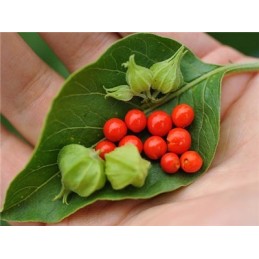 Ashwagandha Extract 500 mg 120 pastile, Biovea Beneficii Ashwagandha: planta medicinala antica, reduce nivelul de zahăr din sâng