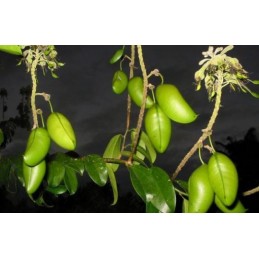 Griffonia Simplicifolia pudra 100 grame (ajuta in cazul insomniei, ajuta in cazul simptomelor ale menopauzei) Beneficii Griffoni