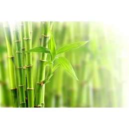 Santaflor Bambus Tabashir pudra 100 grame Beneficii Bambus: are un efect de intinerire asupra organismului, sustine un țesut con