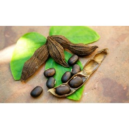 Swanson Superior Mucuna Pruriens 350 mg 200 Capsule, L-Dopa Mucuna Semințele Mucuna Pruriens oferă un impuls natural dorinței se