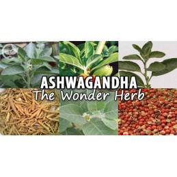 Supliment alimentar Extract Ashwagandha KSM-66, 250mg, 60 Capsule, Swanson Beneficii Ashwagandha: planta medicinala antica, redu