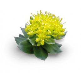 RAW Powders Rhodiola Rosea 500 mg 120 Capsule - Energie si Rezistenta Beneficii Rhodiola: excelent în ameliorarea disfuncției se