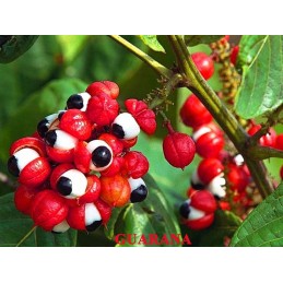 Guarana 90 Tablete, OstroVit Beneficii Guarana: este un aliat perfect in cure de slabire,lupta impotriva excesului de greutate, 