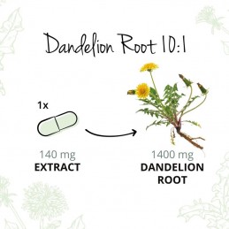 Contine antioxidanti, poate ajuta la ameliorarea inflamatiei, Dandelion Root Extract (Papadie) 120 Capsule Beneficii Papadie: co