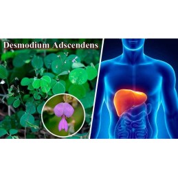 Oemine Desmodium 400 BIO 60 comprimate Beneficii Desmodium 400 Bio: reface ficatul si celulele hepatice, scaderea valorilor tran