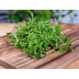 Swanson Watercress (Nasturel) Full Spectrum 400 mg, 60 capsule – Suport Circulatie Beneficii Watercress (Nasturel): ajuta la sto