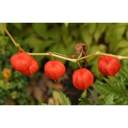 Pure Nutrition USA Ashwagandha Organic 60 tablete – Antistres Beneficiile suplimentarii Ashwagandha: sprijinirea gestionarii san