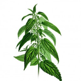 Ar putea detoxifica organismul, poate promova sanatatea feminina, Stinging Nettle Leaf (Urzica) 400mg 120 Capsule Beneficiile ur