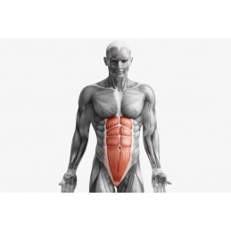 Rola pentru abdomen (Accesoriu sportiv) O rola pentru abdomen este printre cele mai de baza echipamente pentru antrenamentul de 