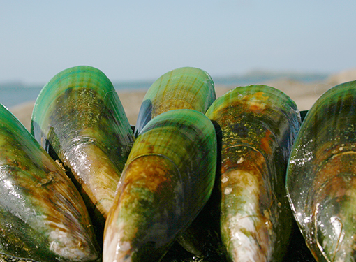 Green Lipped Mussel - Scoica cochilie verde